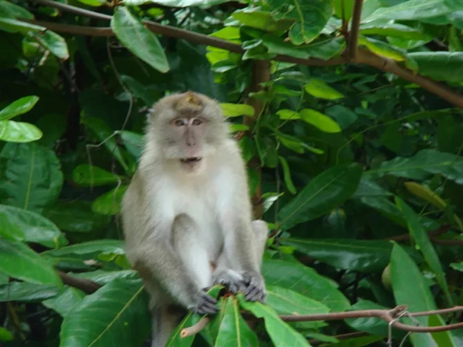 1、猪和猴真的不能婚配吗:属猪和属猴的真不能在一起吗