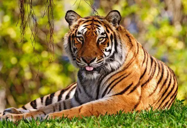 属虎的男性更佳婚配,男属虎跟什么属相更好