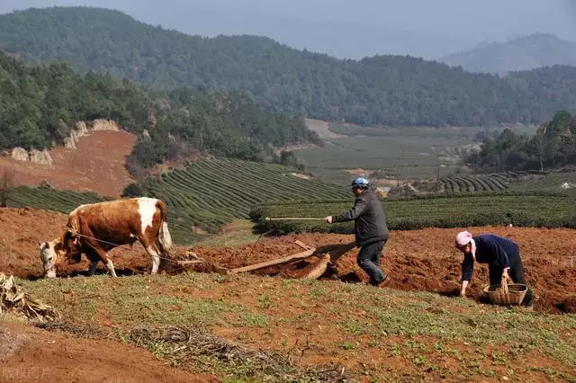 金牛壁上土命取名，2022 壁上土命缺什麼