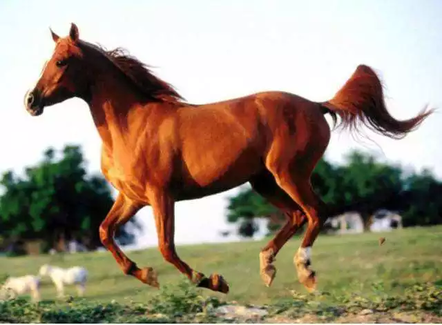 8年屬馬多少歲，78年屬馬今年多大"