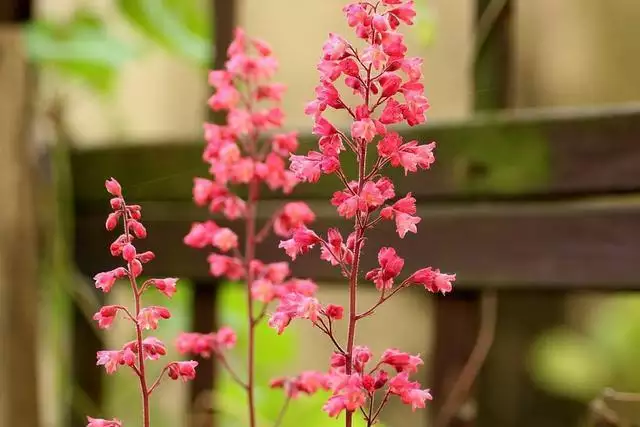 023属虎的运势和财运每月，2022年属虎本命年"