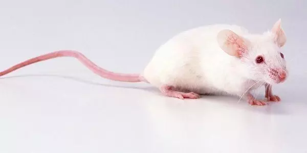 1、鼠年年的运势:年鼠年出生的运程