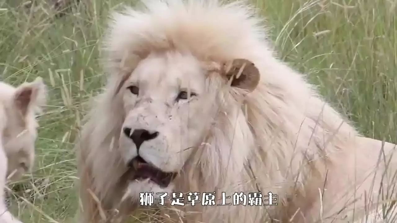 2、折磨獅子男**的就是不搭理:獅子男最忍不了哪種撩
