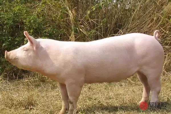 屬豬女今年婚姻怎麼樣,女屬馬和男屬豬的婚姻