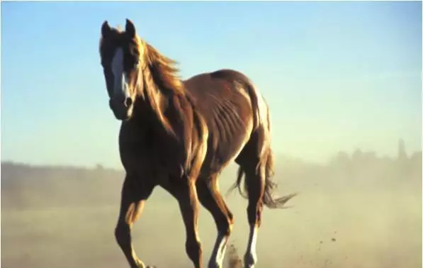 3、属马的婚姻如何:90年正月初八属马女孩婚姻如何