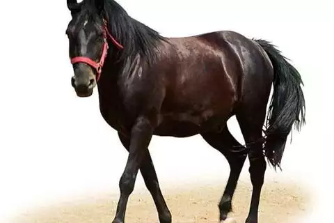 978年屬馬近三年運勢，78屬馬人2022