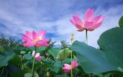 2、正缘桃花图片:正缘桃花三朵什么