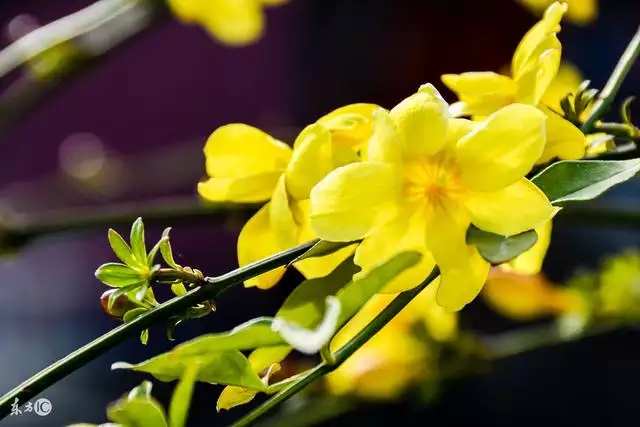 9年生肖雞命中有兩大貴人，81年屬雞40歲以後交運"