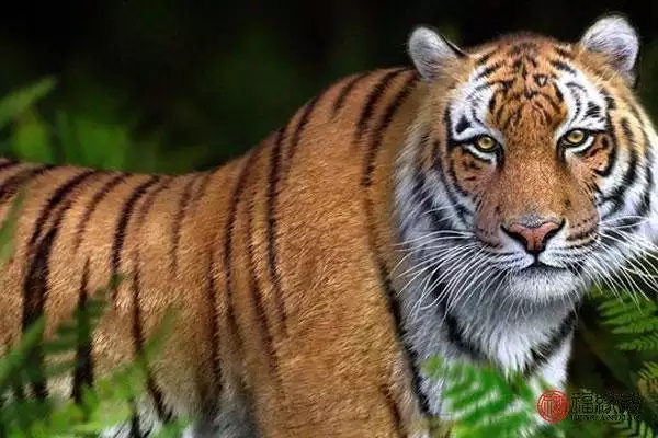 属虎跟属什么的最配,虎生肖配什么手表