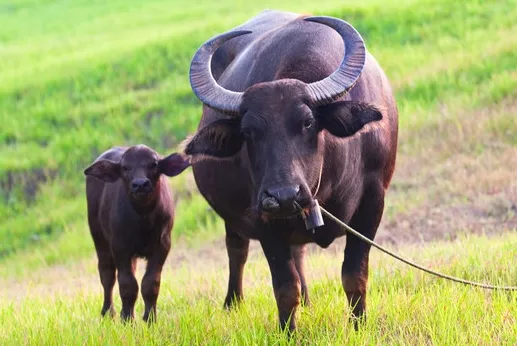 4、73年屬牛年有三喜:73年屬牛年有三喜