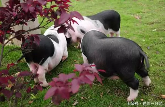 屬豬人逢虎年2022,2022屬豬每月運勢