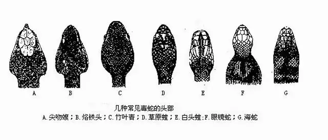鼠和蛇父子好不好,蛇爸生鼠寶寶好不好