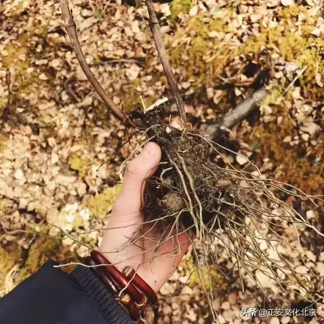濕氣重的人適合戴什麼首飾，去濕氣最快的 