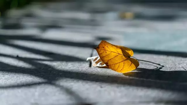 屬猴女駕馭的生肖男，更優秀厲害的生肖女