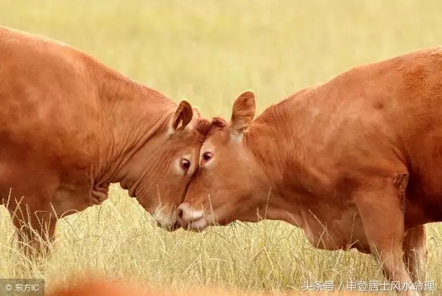 牛跟虎属相婚配如何,1997属牛一生三大劫难