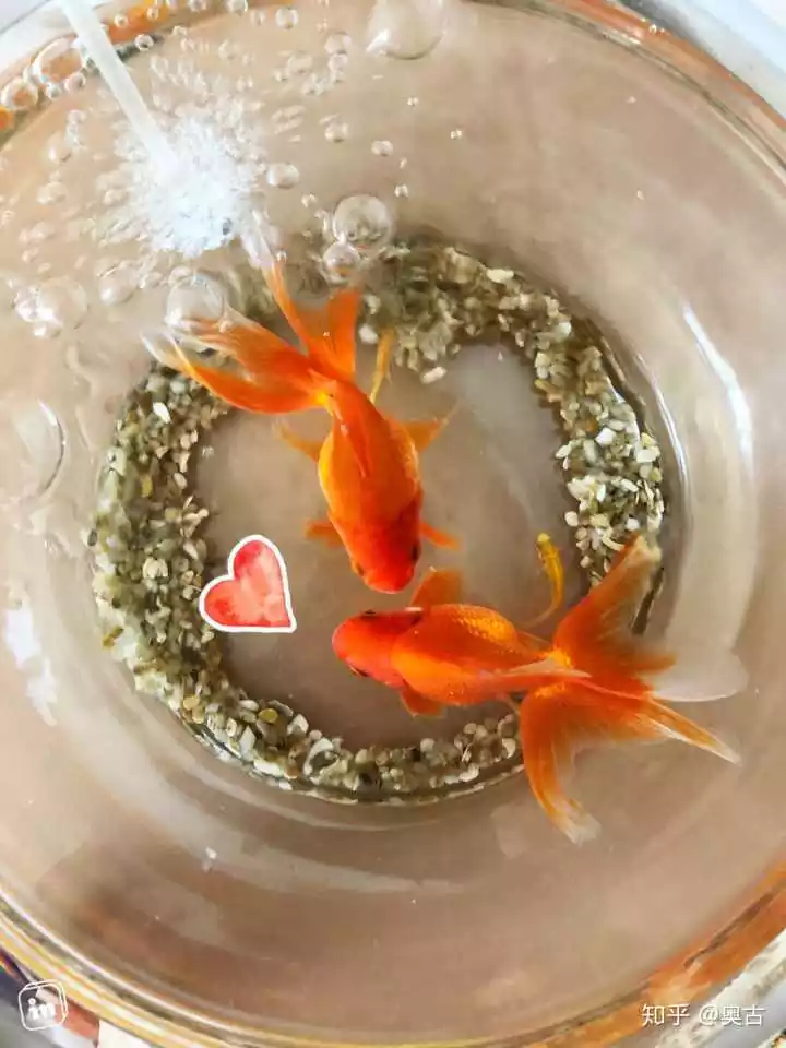 4、一般養金魚幾條吉利:金魚要養幾條吉利