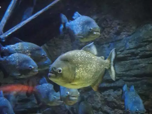 022年水虎命取名字，2022虎宝宝起名字"