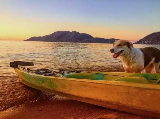 十二生肖的運勢和婚姻，十二生肖今年的婚姻如何