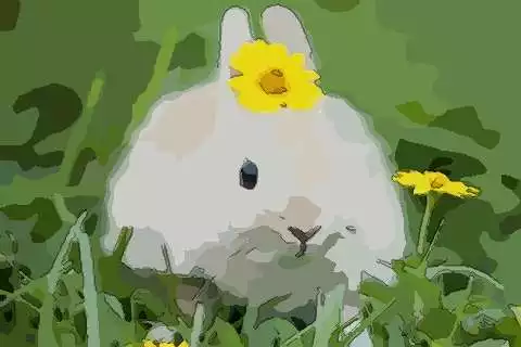 1、属兔月运势:属兔的人全年运势及运程和每月运程
