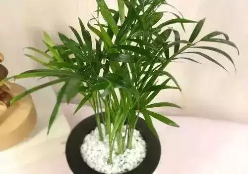 屬羊的發財方位在哪，79年屬羊42歲有桃花運