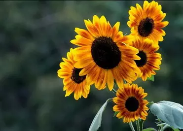 3、头七影响运势吗:老宅子多年不住了,对运势有影响吗