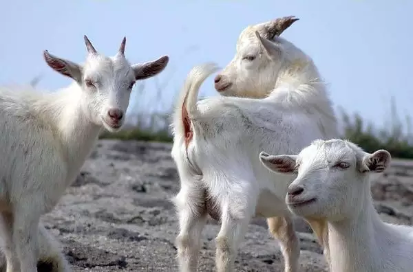 7年的羊今年是什麼命,1967年屬羊女命運婚姻"