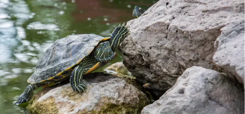 4、養龜千萬別養雙數:為什麼烏龜養單不養雙?