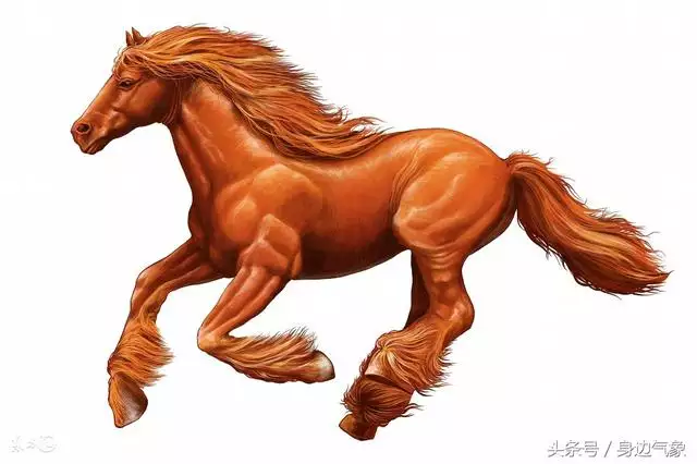 屬雞的人什麼時候才能轉運,81年屬雞人40歲後轉運嗎