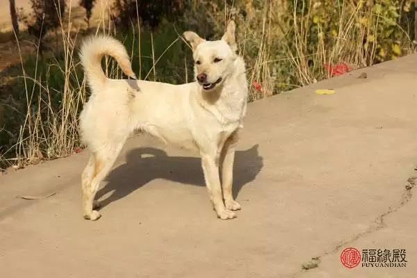 屬狗男和屬馬女的適合做夫妻嗎，屬馬女和屬兔男和財嗎