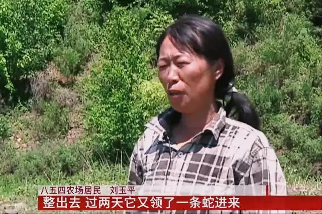 鼠和蛇父子好不好,蛇爸生鼠寶寶好不好