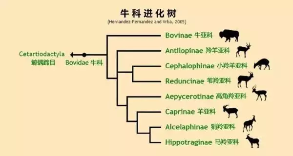 兩個屬羊的生牛寶寶好不好，屬羊生牛寶寶