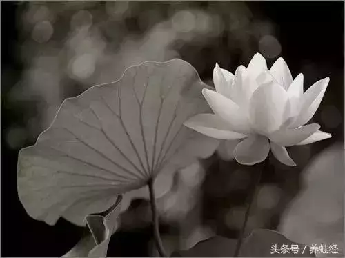 0歲開始有錢的生肖女，12生肖什麼時候開始的"