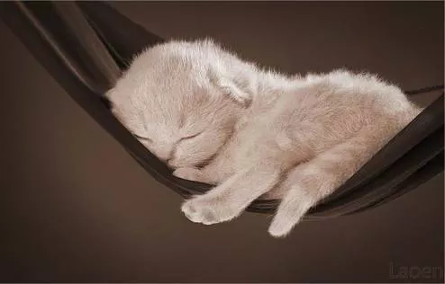 1、猫石对话下周运势:白羊座年后半年猫石对话的运势