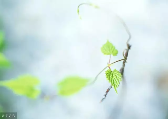 羊刃格富貴命多，羊刃格遇什麼大富大貴