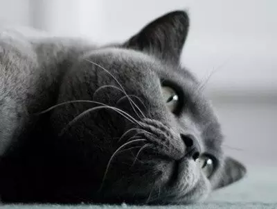 2、猫石对话本周运势:哪里有猫石对话小喵喵年运程?拜托各位