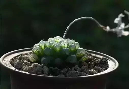 屬羊的發財方位在哪，79年屬羊42歲有桃花運