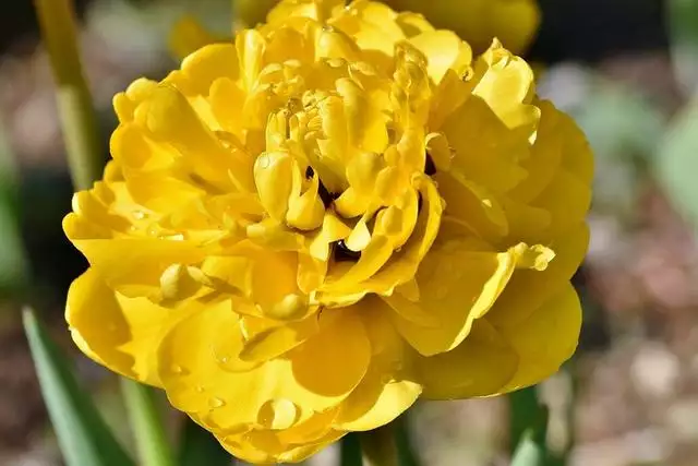 022年正緣桃花生肖，生肖豬在2022年桃花"