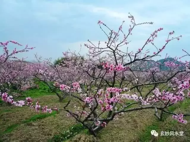 八字怎么看桃花