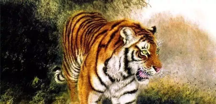 属虎的男性更佳婚配,男属虎跟什么属相更好