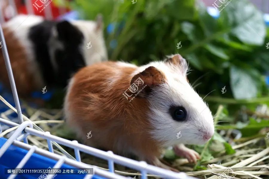 2、兔子和老鼠的婚姻相配吗:属兔和属鼠相配吗