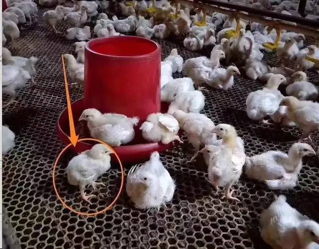 為什麼兩隻羊活不長，猴跟羊活不長什麼意思