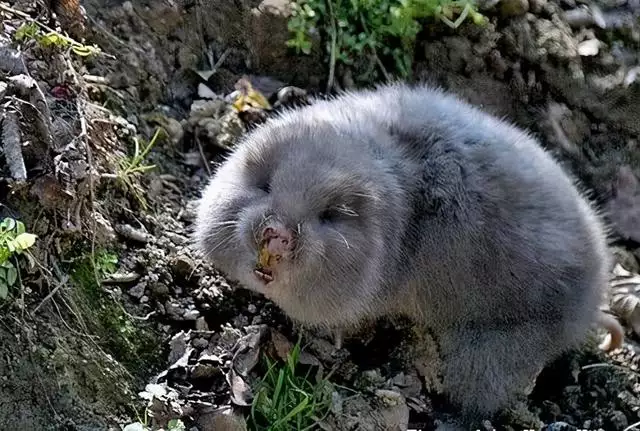 生肖羊的剋星是什麼生肖，屬羊一生的貴人和剋星
