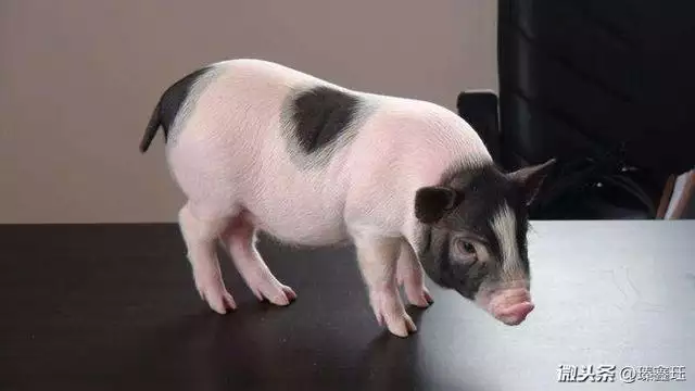 屬豬與什麼屬相相剋相衝,屬豬忌諱什麼屬相