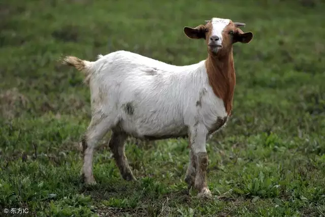 9年屬羊的十年大運每月的才適,1979屬羊女一生婚姻"