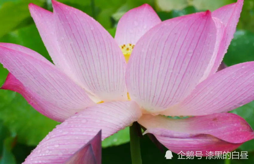 2、一生不沾桃花的有哪些属相:十二生肖中，桃花是代表什么生肖？