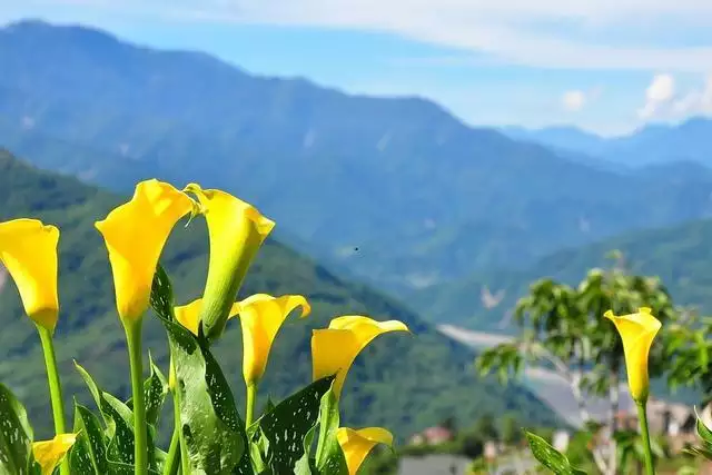 022最旺的4大生肖，2022年最旺的四个属相"