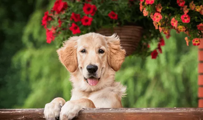 7、属狗下半年运势如何:属狗今年每月运势