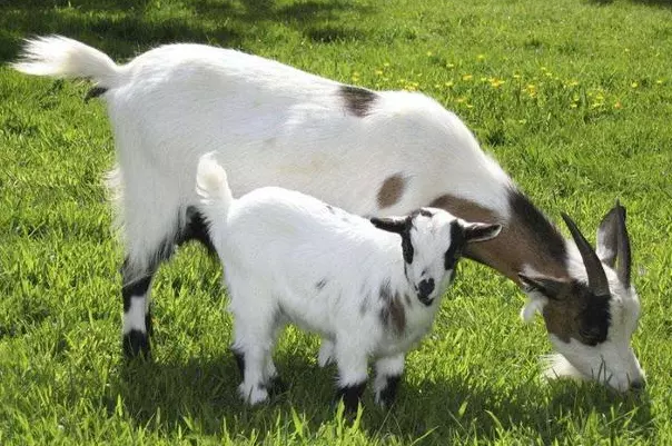 屬羊的特徵是什麼，生肖是羊的人有什麼特徵