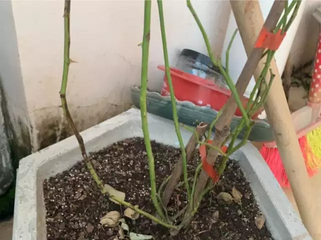 幾月的雞是爛雞，春天出生的雞好不好