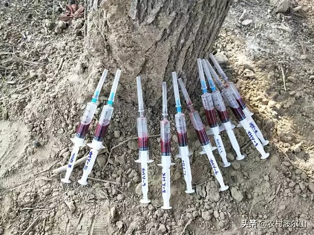 9歲羊死定了,出軌就死定了"